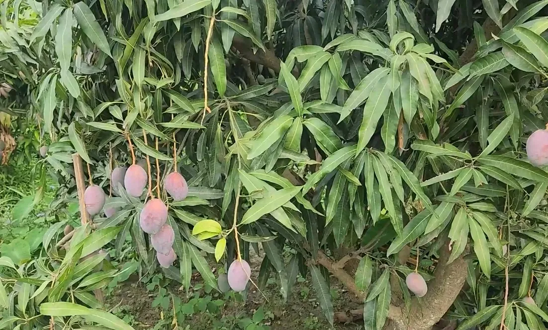 How is ‘Sindoor’ Mango Honoring Soldiers and PM Modi?