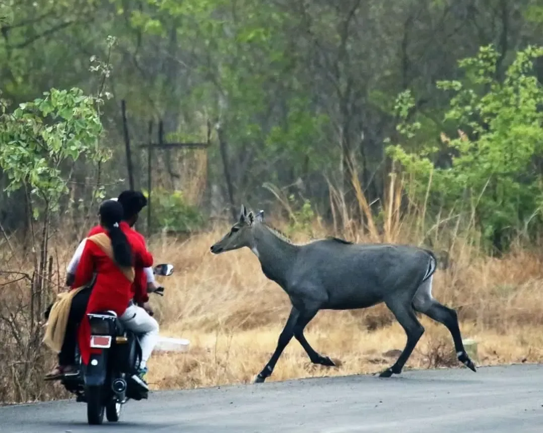 Hopes Rest on Robinson; MP Lacks Plan for Nilgai