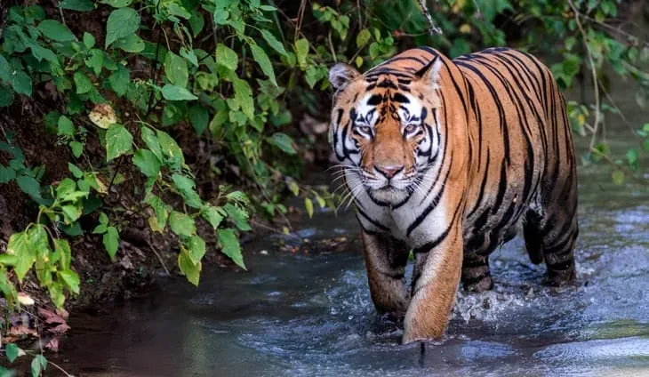 PM Modi Celebrates Growth in Tiger Population and Launch of 57th Reserve