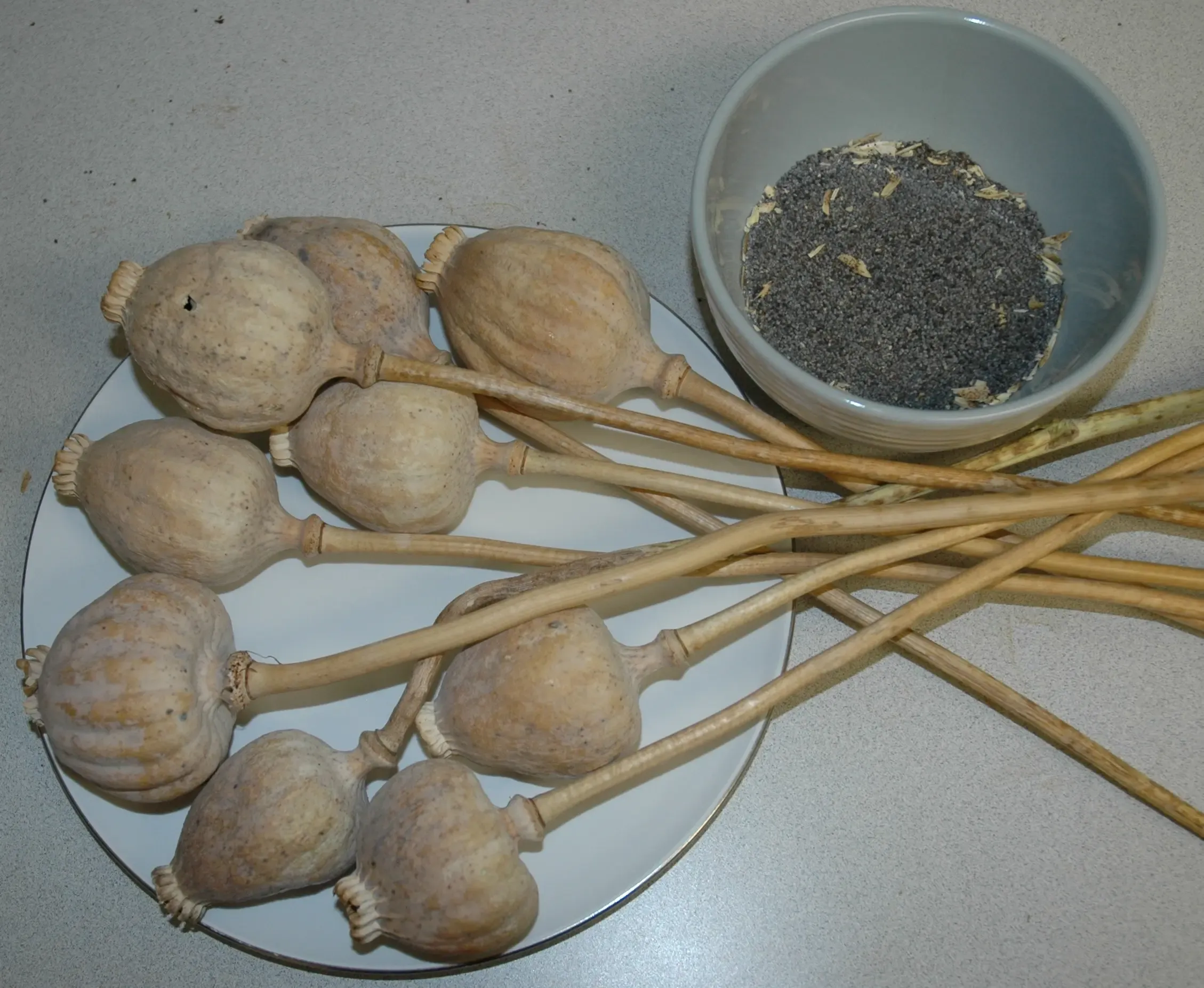 Rajasthan Police Seizes Poppy Husk Worth ₹2.85 Crore