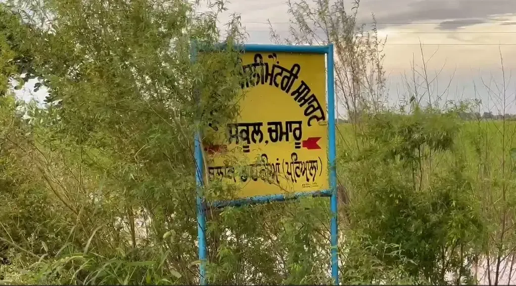 क्या पटियाला जिले में घग्गर नदी बन रही है खतरा, दर्जनों गांव बाढ़ की चपेट में?
