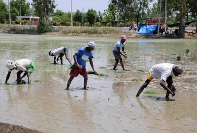 How is Punjab Ensuring Continuous Power Supply for Paddy Plantation?