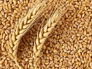 Rabi Crop Sowing Hits 661 Lakh Hectares This Season
