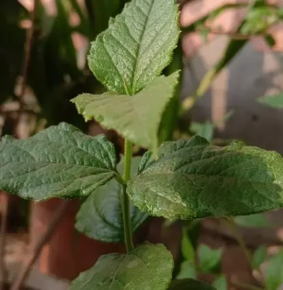 क्या हरसिंगार राहत का दूसरा नाम है? अनेक समस्याओं का करता है समाधान