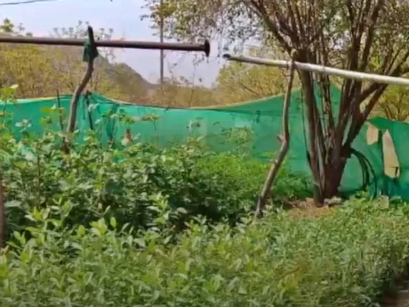 Will Rajasthan Plant 2.5 Crore Saplings in One Day for Hariyali Teej?