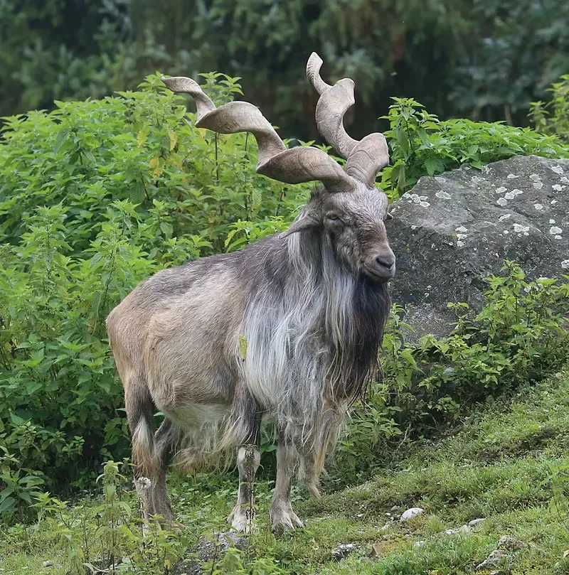 Rare Markhor Wild Goat Spotted in Baramulla, J&K
