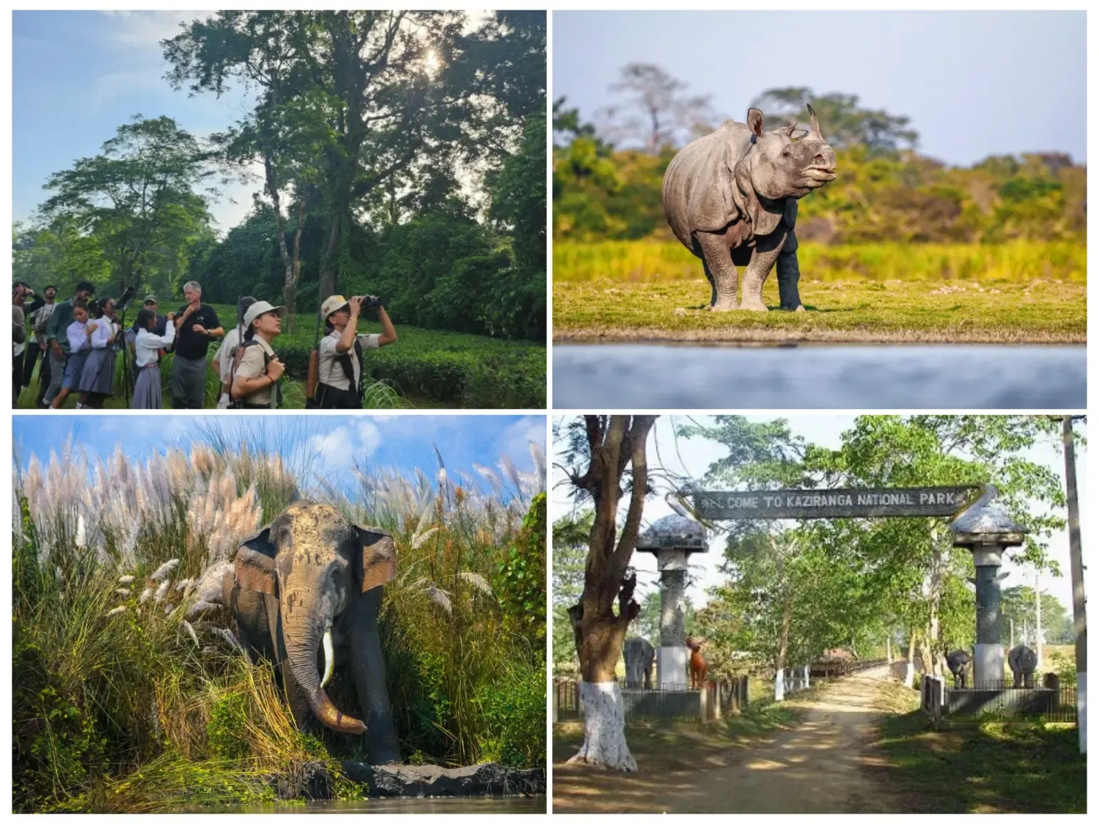 Surge in Tourist Numbers at Kaziranga After PM Modi's Visit: Assam Chief Minister