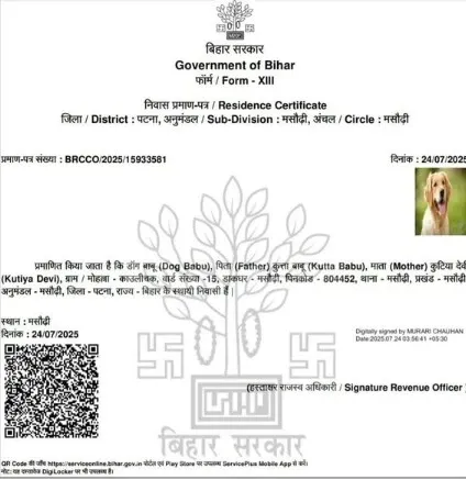 How Did a Dog Named 'Dog Babu' Get a Residence Certificate in Patna?