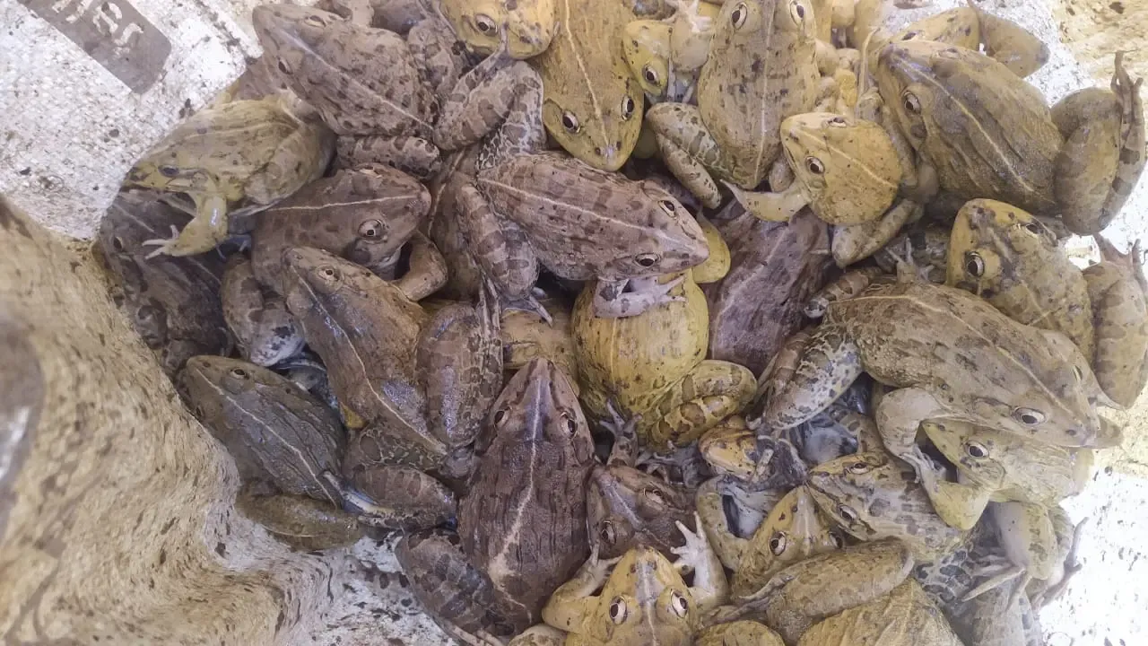 RPF Rescues 450 Live Frogs from Silchar Railway Station