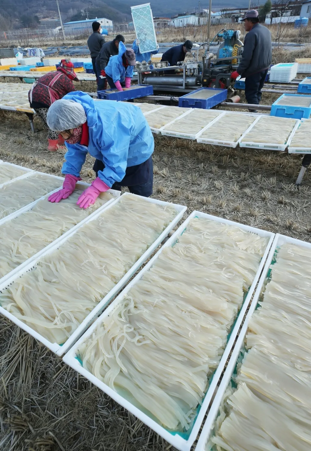 South Korea's Dried Seaweed Exports Reach Record Levels in Q1