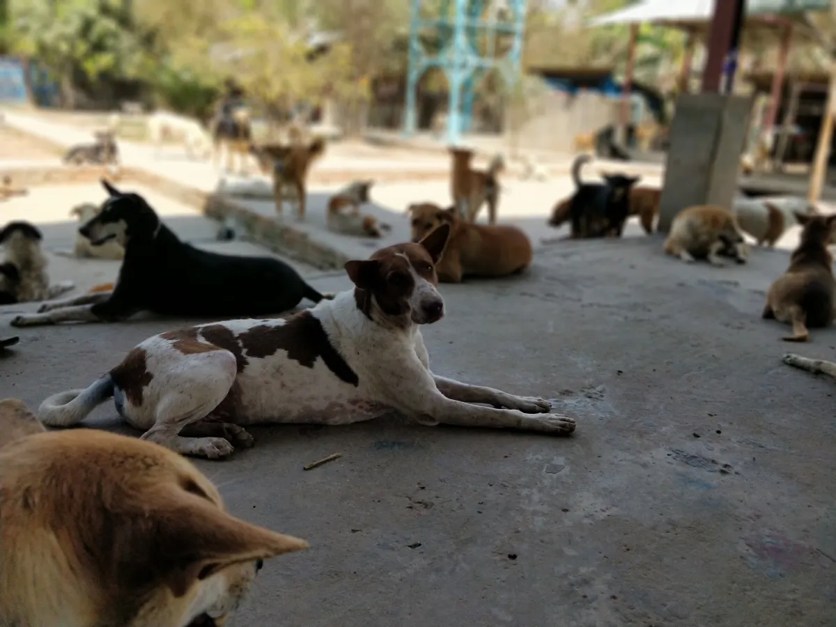 Sanctuary Offers Refuge to Stray Animals in Myanmar