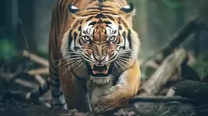 Tiger from Sariska Reserve Found in Alwar Farmhouse Kitchen, Successfully Tranquilised