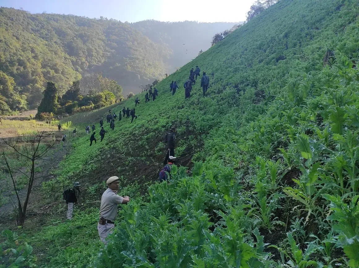 Security Forces Eradicate 35 Acres of Illicit Poppy Farming in Manipur