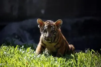 What Happened to the Seven-Month-Old Tiger Cub Found in Pench Tiger Reserve?