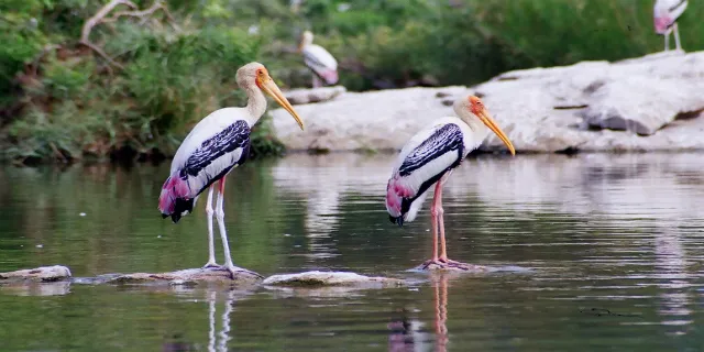 Dramatic Rise in Migratory Bird Arrivals at TN Vettangudi Sanctuary