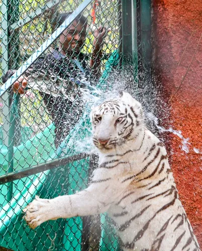 Jaipur: Young Tigers Enjoy Water Fun at Nahargarh Biological Park