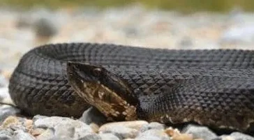 How Did Snakebites Claim Three Lives in Jharkhand’s Palamu?