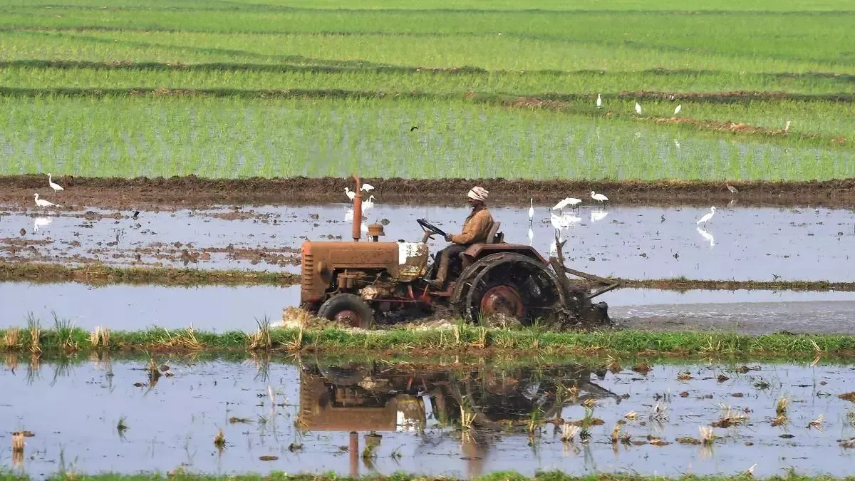 South Africa's Commission Advocates for Less Dependency on Agricultural Imports