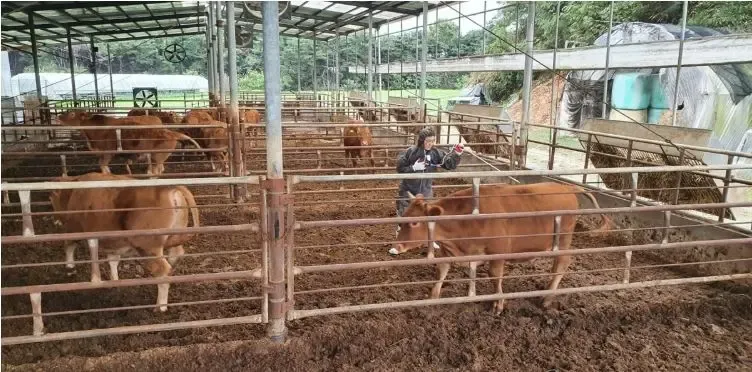 South Korea Reports 14 Cases of Foot-and-Mouth Disease