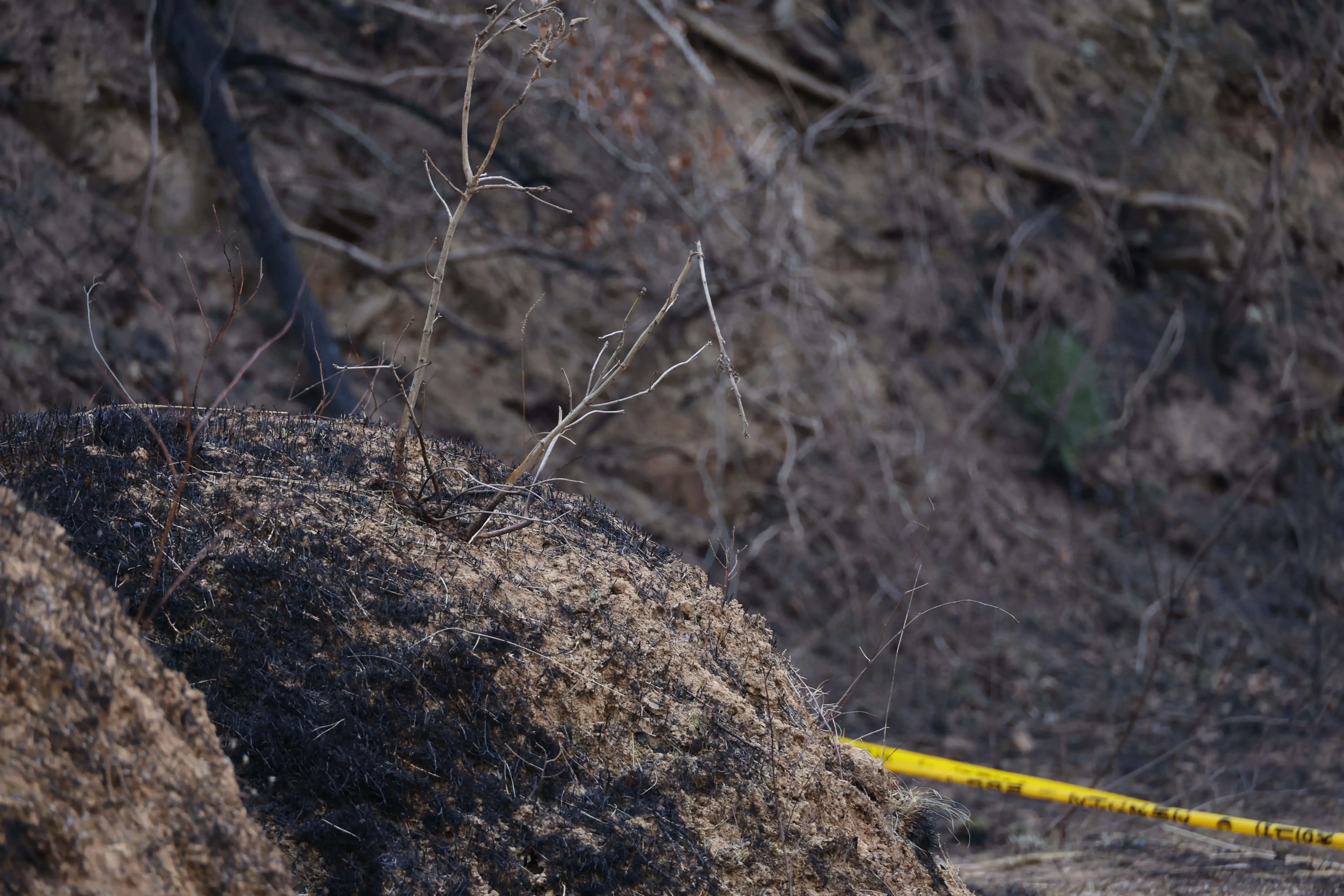 South Korea: Authorities Arrest Suspect in Devastating Wildfires