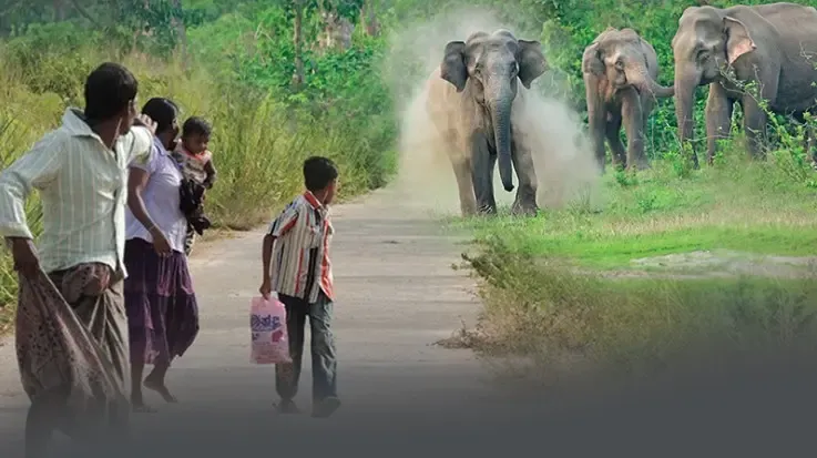 Sri Lanka Initiates Elephant Corridors to Mitigate Human-Elephant Conflict
