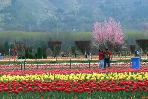 Srinagar’s Tulip Garden Expected to Open Soon