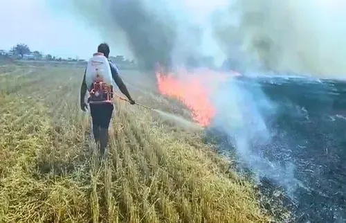 Is Stubble Burning Rising Alarmingly in MP? Farmers Risk Losing Govt Benefits and MSP