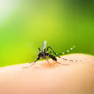 Exploration of Parasite Genomes Could Forecast Malaria Drug Resistance