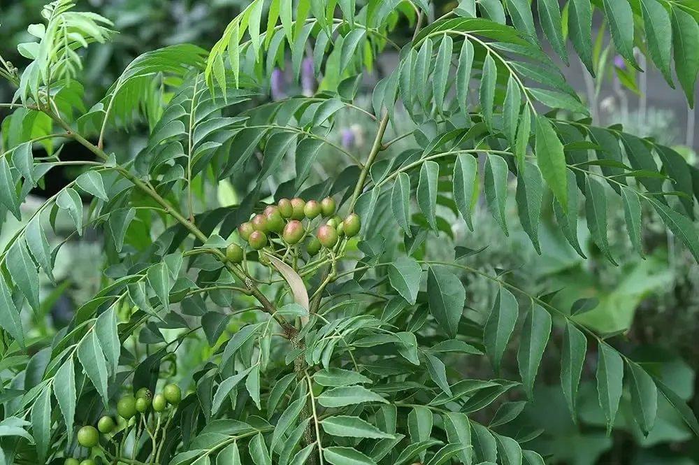क्या सुबह बासी मुंह 'सर्व रोग निवारिणी' और 'विष्णुप्रिया' का सेवन करना फायदेमंद है?