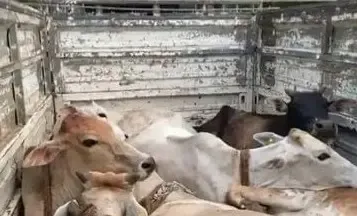 Supreme Court Revokes Bail of Repeated Cow Smuggler