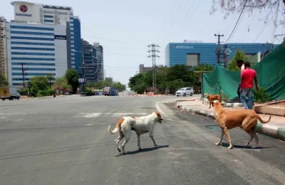 Why Did the Supreme Court Order the Immediate Removal of Stray Dogs from Delhi-NCR?
