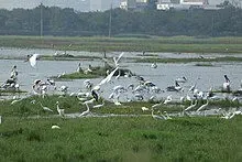 Increase in Migratory Bird Arrivals at Pallikaranai, TN After Encroachment Removal