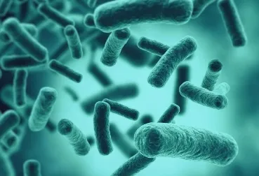 Swimming in Tranquil Lakes Poses Risk of Bacterial Pneumonia: Research