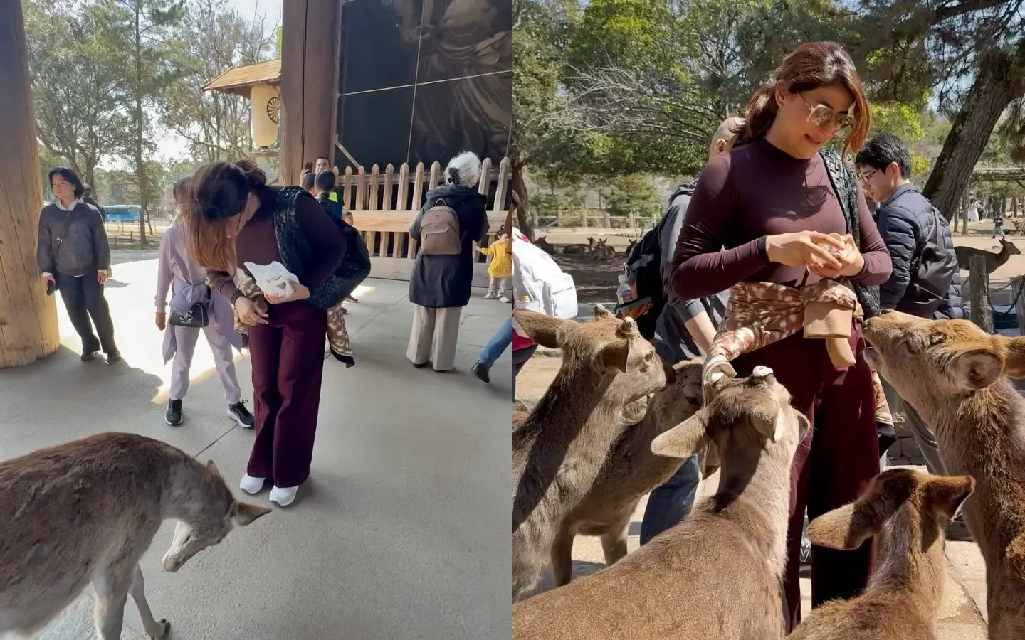 Tahira Kashyap Captures a Heartwarming Moment with a Grateful Deer
