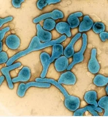 Tanzania Announces Conclusion of Second Marburg Virus Disease Outbreak