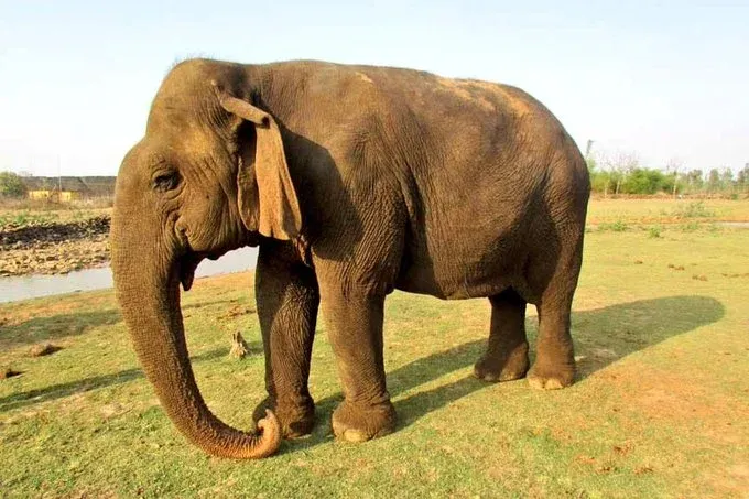 Why Did Panna Tiger Reserve Bid Farewell to Centenarian 'Vatsala'?
