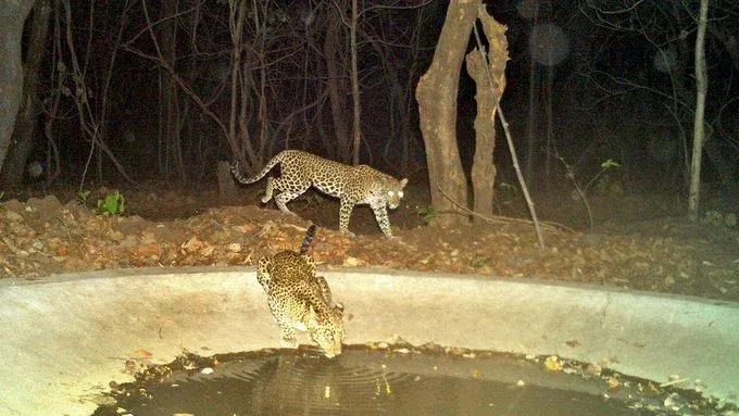 Why Did Telangana Suspend the Tiger Conservation Reserve Order?