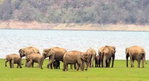 Tragic Incident: Herd of Wild Elephants Claims Three Lives in Andhra Pradesh