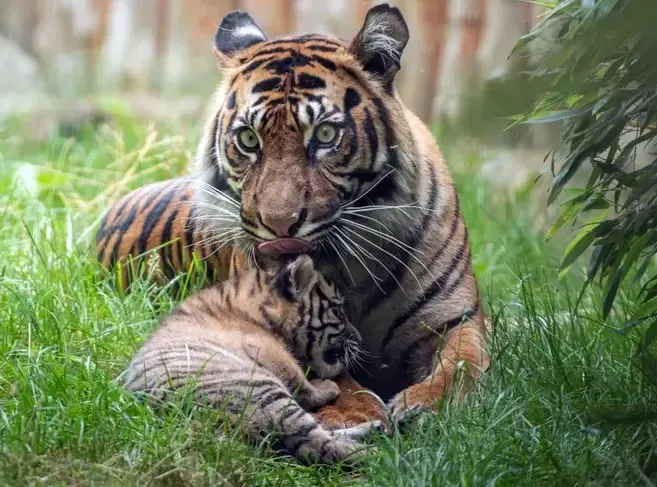 Tiger Cub Vanishes in MP's Panna Reserve, Authorities Claim 'Natural Process'