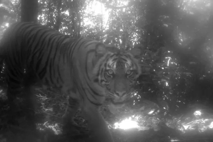 What Happened When a Tiger Attacked a Woman in MP?