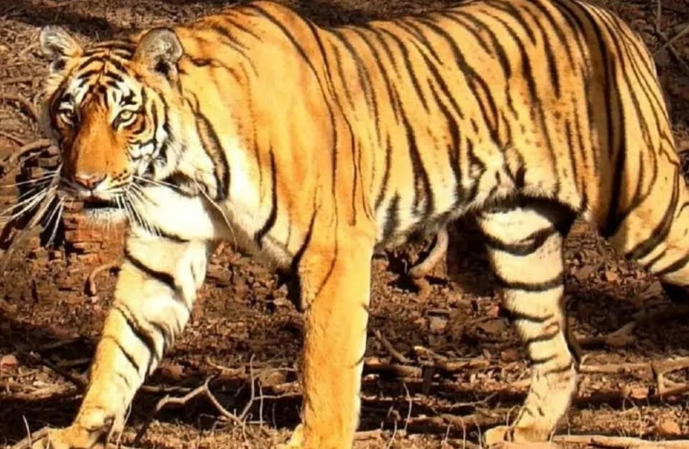 Surprising Return of Missing Man Brings Relief to MP Village Amid Tiger Fears