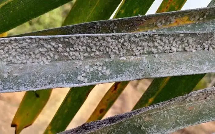 Tamil Nadu Agricultural Department Acts on Whitefly Crisis Affecting 1.9 Lakh Acres of Coconut Farms