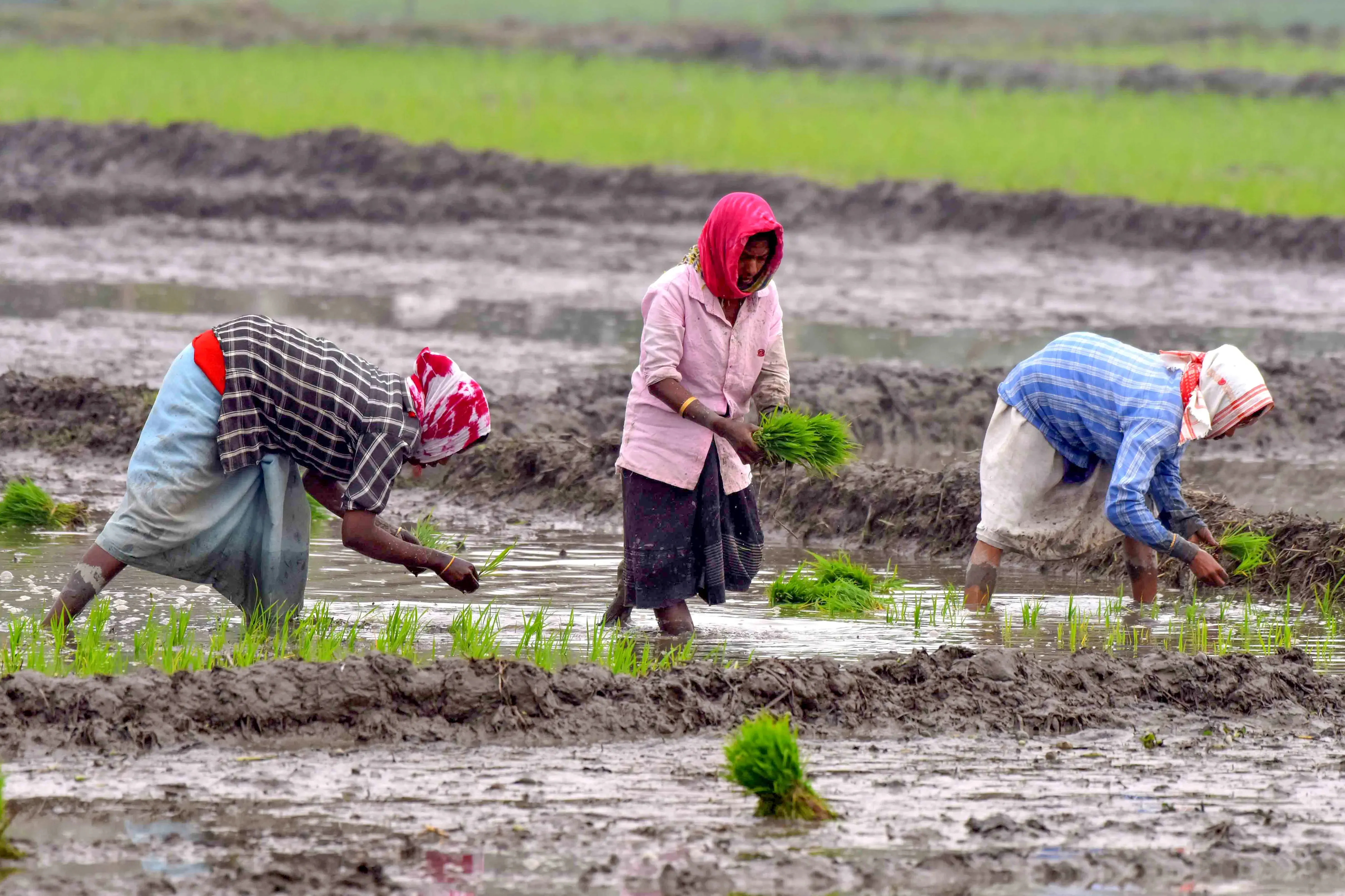 Tamil Nadu Agriculture Department to Enhance Farmer Awareness for Enrollment in Agristack Portal