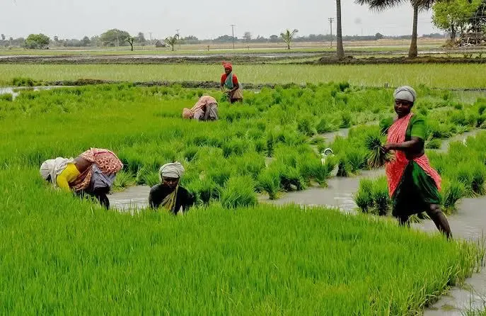 Are TN Farmers Ready for Kurivai Paddy Cultivation with Promising Monsoon Ahead?