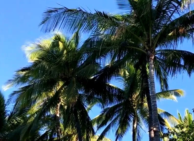 Can TN Farmers Save Their Coconut Trees from Kerala Root Wilt Disease?
