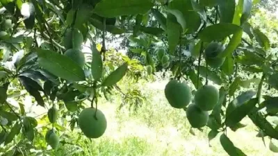 Will TN Farmers Protest on June 10 Over Mango Price Collapse?