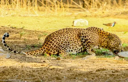 What Measures is the TN Forest Department Taking After a Leopard Attack?