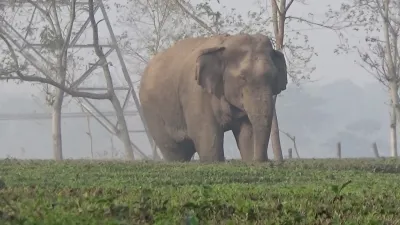 Why is the TN Forest Dept Increasing Patrolling on the Udumalpet-Munnar Road?