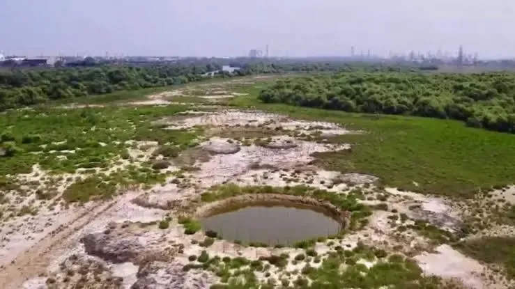 How is the TN government reviving mangroves in the polluted Ennore estuary?