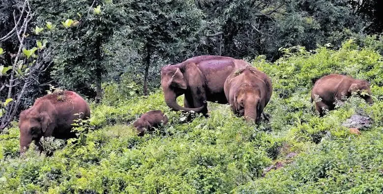Tamil Nadu Government Launches AI Cameras to Track Elephant Movements in Dharmapuri Forests